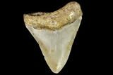 Fossil Megalodon Tooth - North Carolina #109026-2